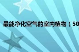 最能净化空气的室内植物（50种最有益于净化空气的室内植物）