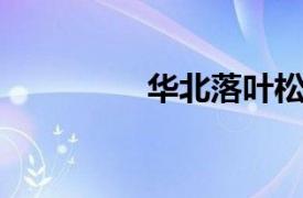 华北落叶松无性系-7744