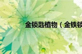 金锁匙植物（金铁锁 石竹科金铁锁属植物）