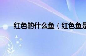 红色的什么鱼（红色鱼是什么鱼相关内容简介介绍）