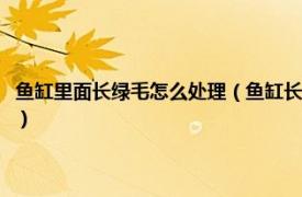 鱼缸里面长绿毛怎么处理（鱼缸长绿毛啦怎么办怎么处理相关内容简介介绍）