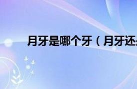 月牙是哪个牙（月牙还是月芽相关内容简介介绍）