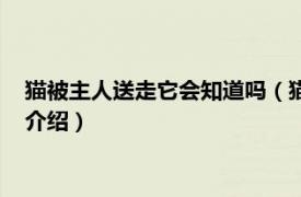 猫被主人送走它会知道吗（猫咪知道自己被送走吗相关内容简介介绍）