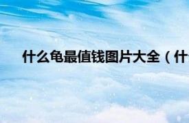 什么龟最值钱图片大全（什么龟最值钱相关内容简介介绍）