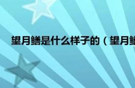 望月鳝是什么样子的（望月鳝真的存在吗相关内容简介介绍）