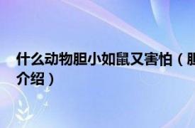 什么动物胆小如鼠又害怕（胆小如鼠的动物有哪些相关内容简介介绍）