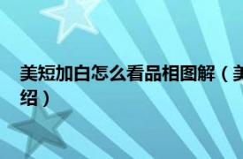 美短加白怎么看品相图解（美短加白怎么看品相相关内容简介介绍）