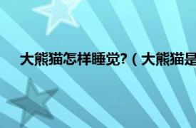 大熊猫怎样睡觉?（大熊猫是怎样睡觉的相关内容简介介绍）