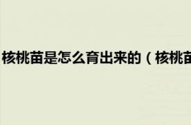 核桃苗是怎么育出来的（核桃苗是怎么培育的相关内容简介介绍）