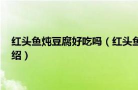 红头鱼炖豆腐好吃吗（红头鱼炖豆腐怎么做好吃相关内容简介介绍）