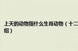 上天的动物指什么生肖动物（十二生肖中上天的动物是什么相关内容简介介绍）