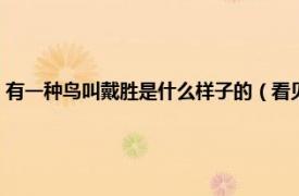 有一种鸟叫戴胜是什么样子的（看见戴胜鸟预示着什么相关内容简介介绍）