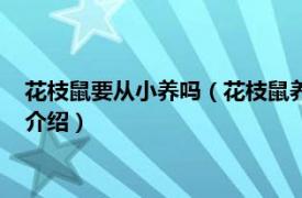 花枝鼠要从小养吗（花枝鼠养多长时间就认主人了相关内容简介介绍）