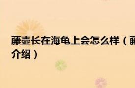 藤壶长在海龟上会怎么样（藤壶长在海龟身上疼吗相关内容简介介绍）