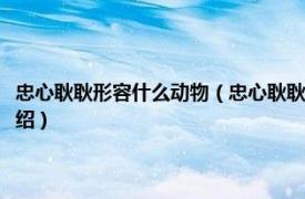 忠心耿耿形容什么动物（忠心耿耿受褒扬的动物指的是什么相关内容简介介绍）