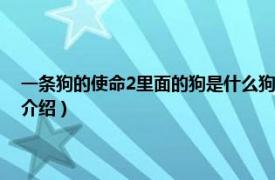 一条狗的使命2里面的狗是什么狗（一条狗的使命2是什么狗相关内容简介介绍）