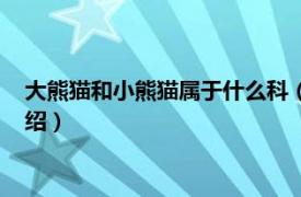 大熊猫和小熊猫属于什么科（大熊猫属于什么科相关内容简介介绍）