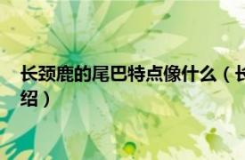 长颈鹿的尾巴特点像什么（长颈鹿的尾巴像什么相关内容简介介绍）