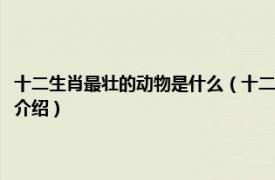 十二生肖最壮的动物是什么（十二生肖惊恐万壮的动物是什么相关内容简介介绍）