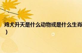 鸡犬升天是什么动物或是什么生肖（鸡犬升天是什么生肖相关内容简介介绍）