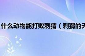 什么动物能打败刺猬（刺猬的天敌是什么动物相关内容简介介绍）