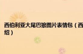 西伯利亚大尾巴狼图片表情包（西伯利亚大尾巴狼是什么梗相关内容简介介绍）