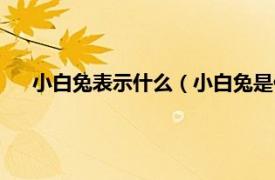 小白兔表示什么（小白兔是什么意思啊相关内容简介介绍）