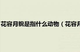 花容月貌是指什么动物（花容月貌是什么动物相关内容简介介绍）