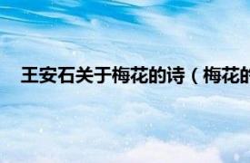 王安石关于梅花的诗（梅花的诗句王安石相关内容简介介绍）