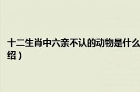 十二生肖中六亲不认的动物是什么（六亲不认它是什么动物相关内容简介介绍）