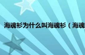 海魂衫为什么叫海魂衫（海魂衫毛子什么梗相关内容简介介绍）