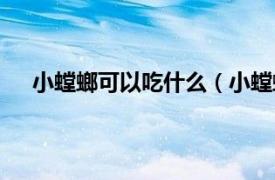 小螳螂可以吃什么（小螳螂吃什么相关内容简介介绍）