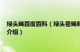 绿头蝇百度百科（绿头苍蝇和普通苍蝇有什么区别相关内容简介介绍）