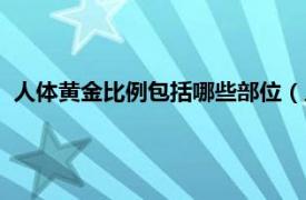 人体黄金比例包括哪些部位（人体黄金比例相关内容简介介绍）