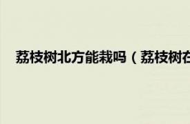 荔枝树北方能栽吗（荔枝树在北方能活吗相关内容简介介绍）