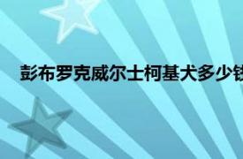 彭布罗克威尔士柯基犬多少钱一只（彭布罗克威尔士柯基犬）