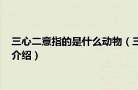 三心二意指的是什么动物（三心二意开过什么动物相关内容简介介绍）