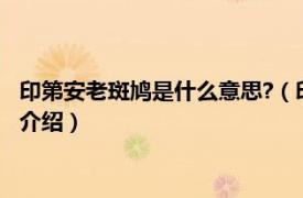 印第安老斑鸠是什么意思?（印第安老斑鸠是什么梗相关内容简介介绍）