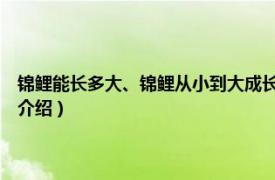 锦鲤能长多大、锦鲤从小到大成长过程（1元小锦鲤能长大吗相关内容简介介绍）