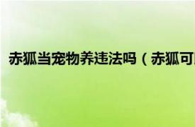 赤狐当宠物养违法吗（赤狐可以当宠物养吗相关内容简介介绍）