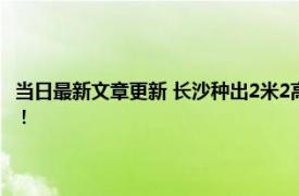 当日最新文章更新 长沙种出2米2高巨型稻致敬袁隆平 袁老生前梦想成真了！