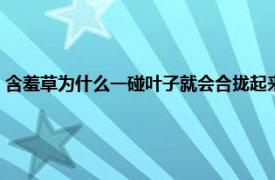 含羞草为什么一碰叶子就会合拢起来（含羞草为什么一碰叶子就会收起来）