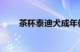 茶杯泰迪犬成年体重（茶杯泰迪犬）