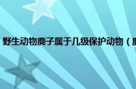 野生动物麂子属于几级保护动物（麂子是几级保护动物相关内容简介介绍）