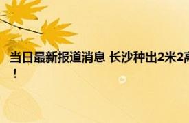 当日最新报道消息 长沙种出2米2高巨型稻致敬袁隆平 袁老生前梦想成真了！