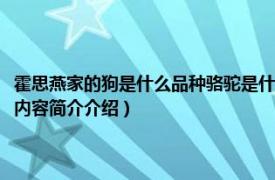 霍思燕家的狗是什么品种骆驼是什么品种（霍思燕的狗狗是什么品种啊相关内容简介介绍）