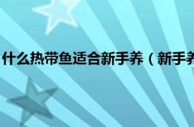 什么热带鱼适合新手养（新手养什么热带鱼好相关内容简介介绍）