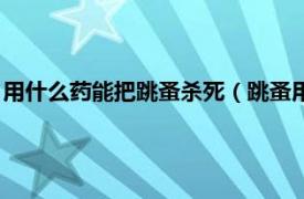 用什么药能把跳蚤杀死（跳蚤用什么药能杀死相关内容简介介绍）