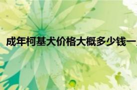 成年柯基犬价格大概多少钱一只（柯基犬价格大概多少钱一只）