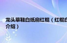 龙头草鞋白纸扇红棍（红棍白纸扇草鞋是什么意思相关内容简介介绍）